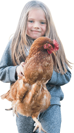 little girl carries large reddish brown chicken in front of her - she is adorable with long blond hair and is wearing a blue top and jeans and seems to be walking towards us