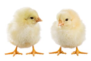 05_home_curious_chickens_chicks_pullets_yellow_fuzzy_adorable_baby_hens_that_want_to_know_why_1_300x200_v1 adorable, fuzzy, yellow baby chickens - two baby chickens looking at one another, maybe contemplating the copy below. They are a light yellow with the cutest orange feet and little beady black eyes.