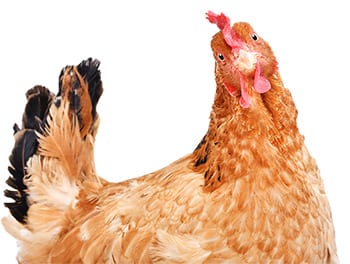 hen with tilted head looks directly into camera for photo - probably not looking at us but she seems to be and she is funny - this is a humorous image of a real chicken - the chicken is a pretty light reddish color and has black feathers at the tip of her tail.