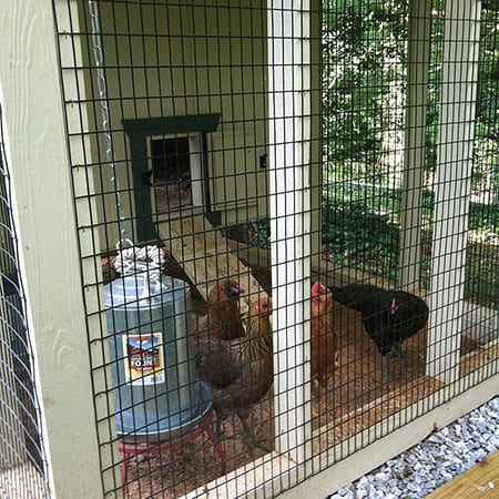 ground_preparation_chicken_coops_hen_houses_chicken_inside_run_hanging_feeder_gravel_sand_railroad_ties_450x450 Chickens inside chicken run on sand with gravel below