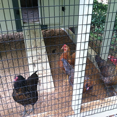 hens_inside_covered_run_on_sand_450x450_85_1 hens_inside_covered_run_on_sand_450x450_85_1
