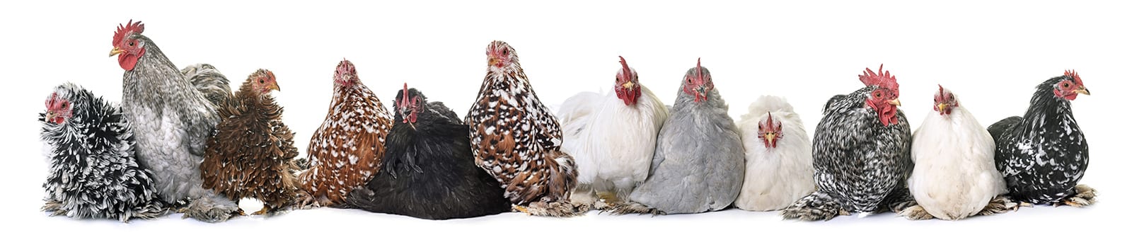 many_many_hens_sitting_together_row_flock_many_breeds_adorable_1600x3xx_85_1